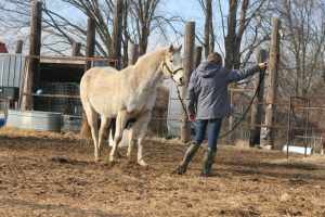 Photo of Reginas Rescues Photo of Reginas Rescues